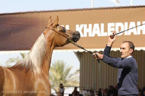 صور من الخالدية الخامس