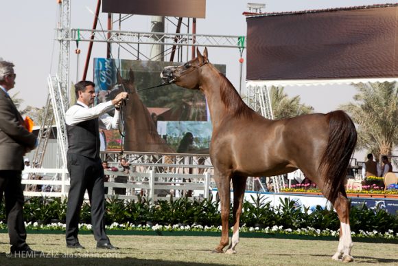 صور من الخالدية الخامس ٢
