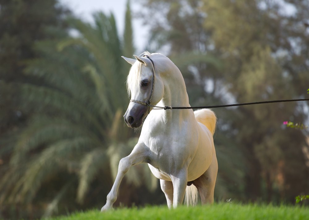 Лошадку жизнь. Живые лошади. Конь живой. Салюки арабские лошади. Покажи живую лошадь.