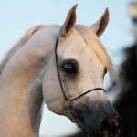 بي جي ماركوس BG MARCUS