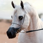 بي جي ماركوس