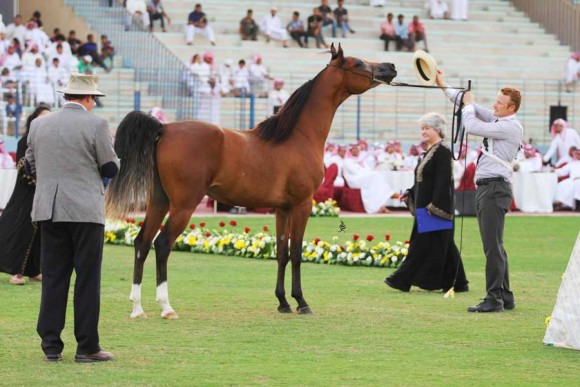 بطولة الأحساء