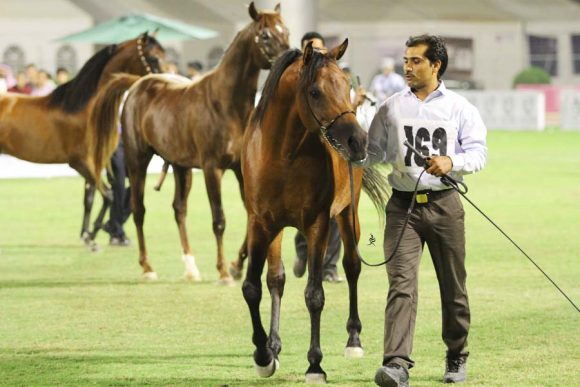 بطولة الأحساء