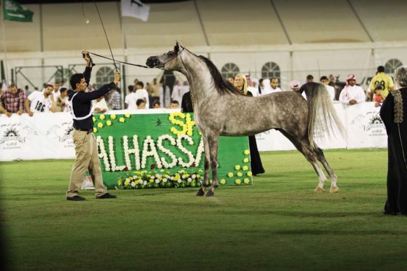 بطولة الأحساء