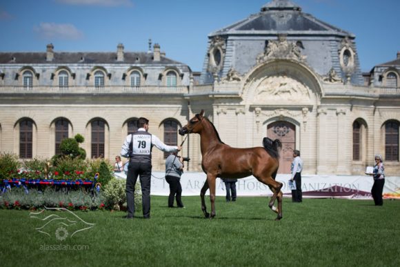 شانتي شانتيه