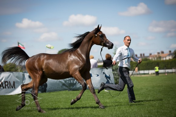 شانتي شانتيه