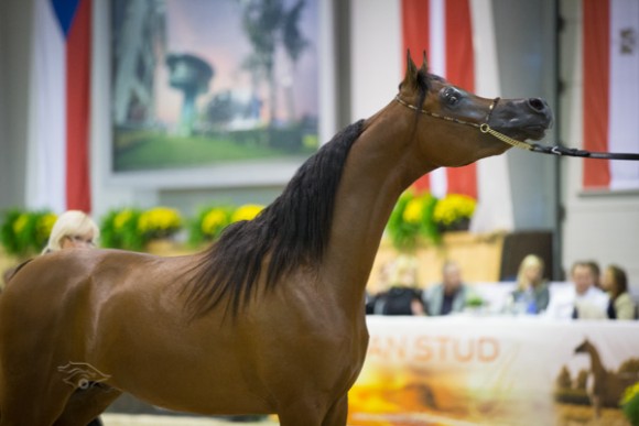  كل الأمم آخن