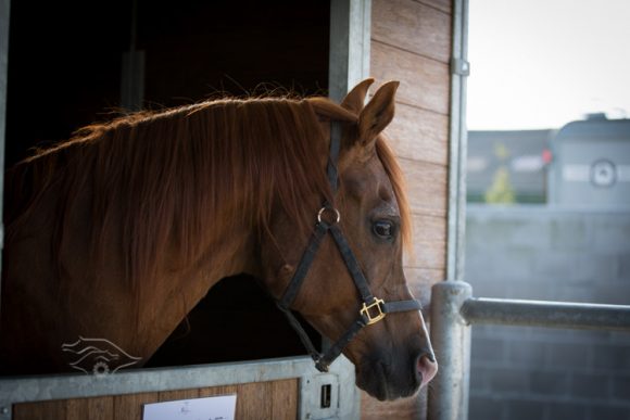 بادرون سايكي  عام