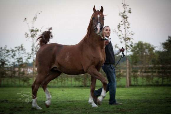 بادرون سايكي