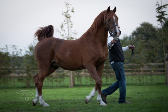 زيارة مزرعة شوكنز بادرون سايكي