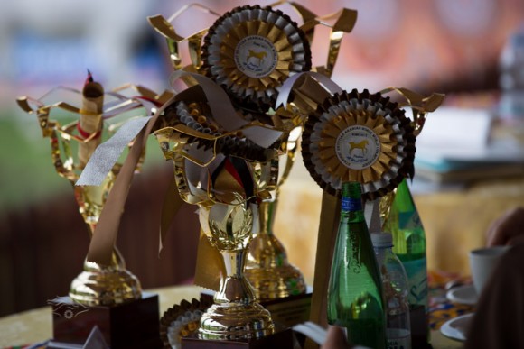 بطولة العالم للخيل المصرية 