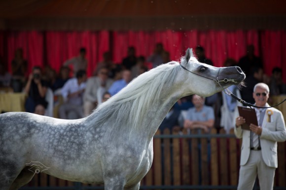 بطولة العالم للخيل المصرية 