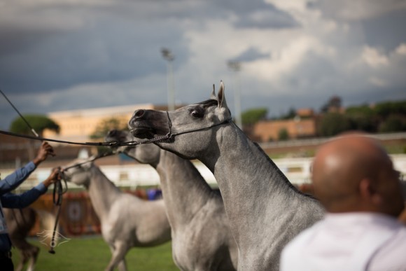 بطولة العالم  السلالة المصرية
