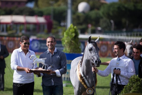 المهرة الذهبية «دي فلة» – ملك مربط دبي