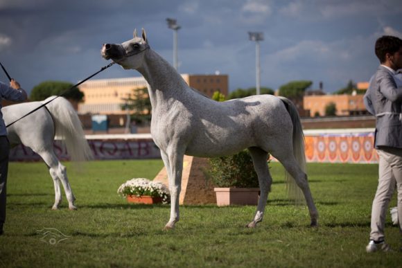 بطولة العالم للخيل المصرية روما 