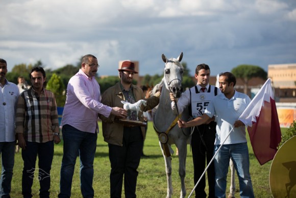 الفرس الذهبية «دعجة النايف» – ملك مربط الوعب