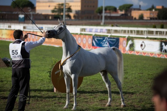 بطولة العالم  السلالة المصرية