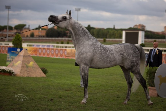 بطولة العالم  السلالة المصرية