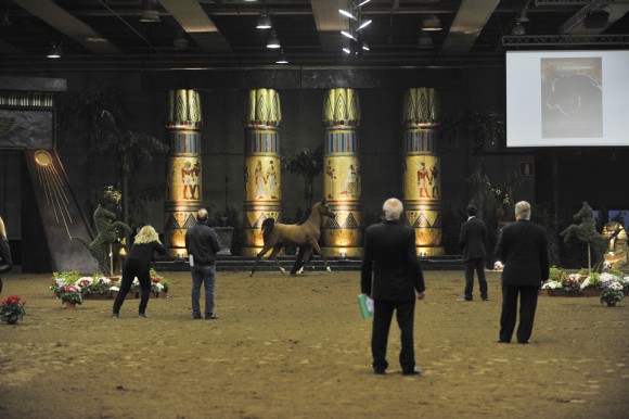 البطولة الأوربية