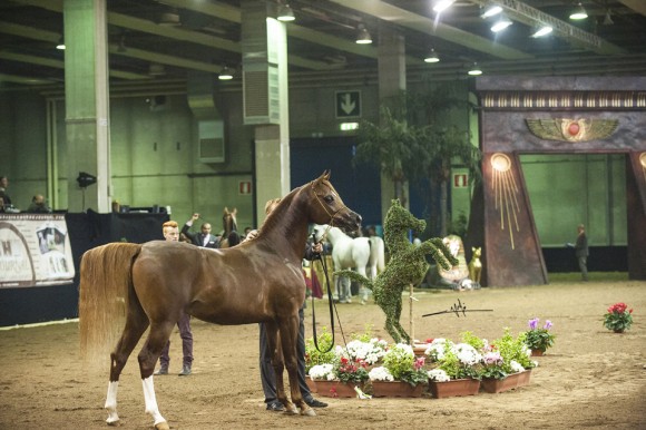 الأوربية أوربا