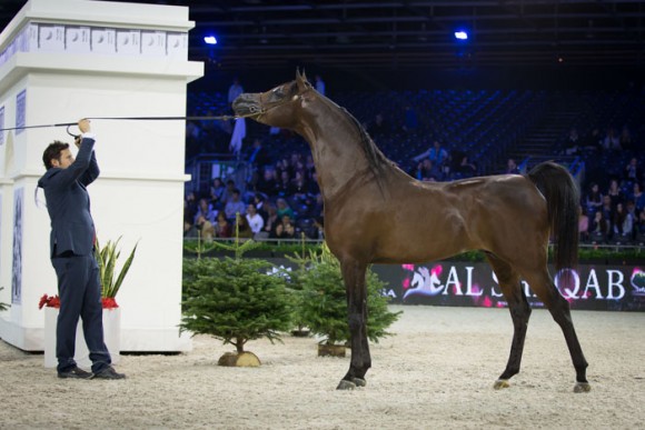 كأس العالم باريس  ٢٠١٣ SSS_5824