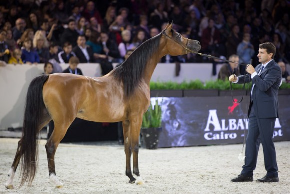 كأس العالم باريس  ٢٠١٣ سواهي SSS_6376