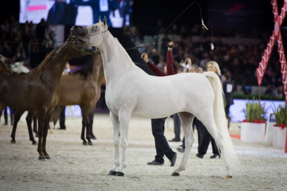 كأس العالم باريس ٢٠١٣ SSS_6527