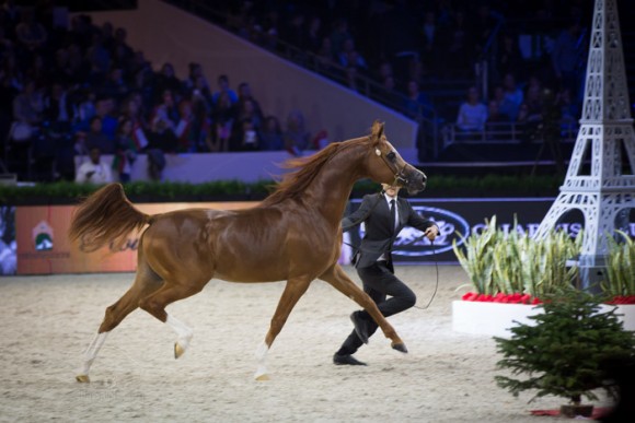 كأس العالم باريس ٢٠١٣ SSS_6962