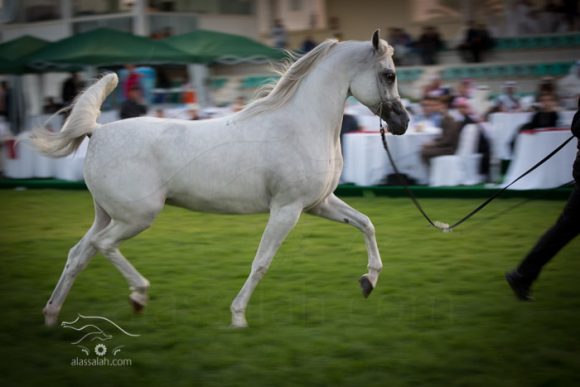 بطولة أبوظبي