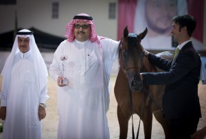 بوذيب الجواد العربي عذبه