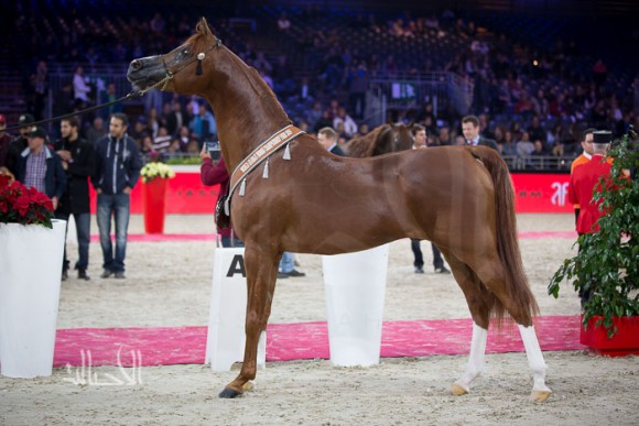 EDEN C (ENZO x SILKEN SABLE ) – ALSAYED STUD -SA