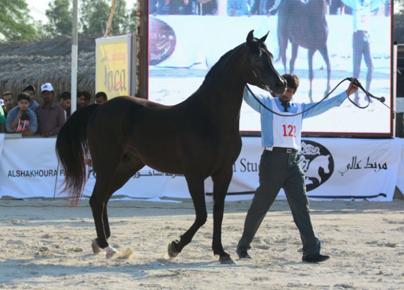 البحرين ٢٠١٥