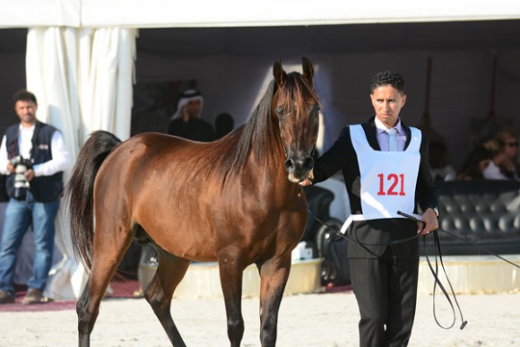 البحرين ٢٠١٥