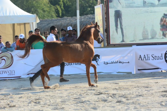 البحرين ٢٠١٥