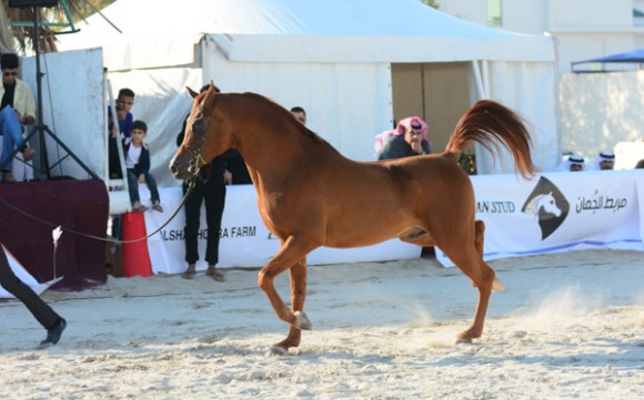 البحرين ٢٠١٥