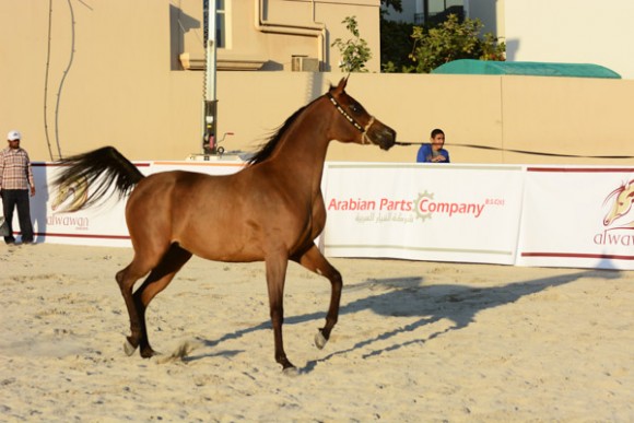 البحرين ٢٠١٥