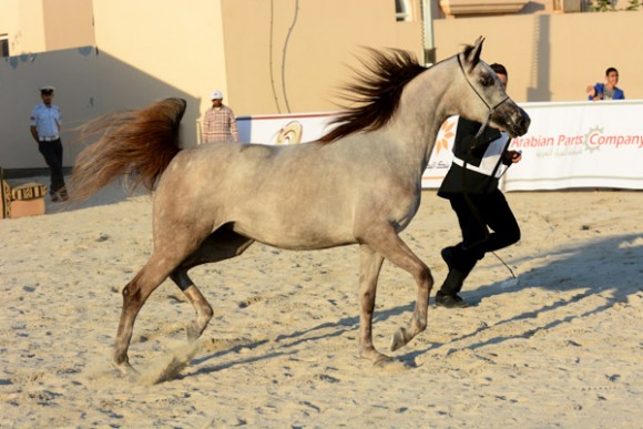 البحرين ٢٠١٥