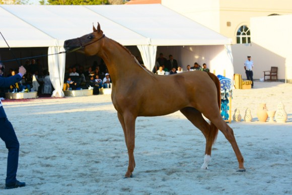 البحرين ٢٠١٥