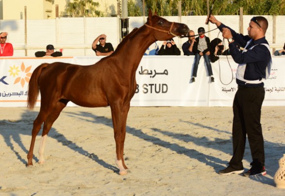 البحرين ٢٠١٥