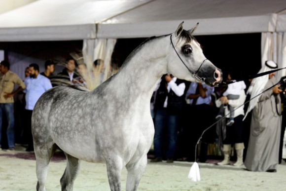 البحرين ٢٠١٥