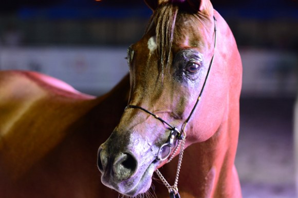 البحرين ٢٠١٥