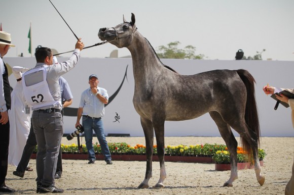 IMG_3575قطر ٢٠١٥