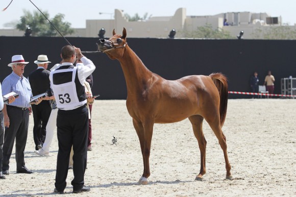 IMG_3647قطر ٢٠١٥