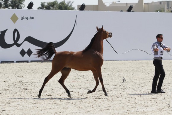 IMG_3685قطر ٢٠١٥