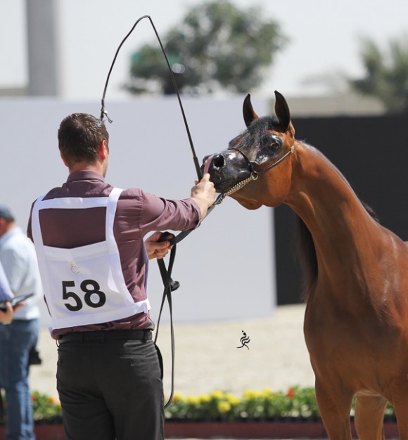 IMG_3705قطر ٢٠١٥