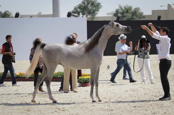 IMG_3719قطر ٢٠١٥