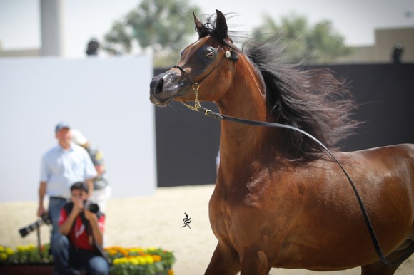 IMG_3729قطر ٢٠١٥