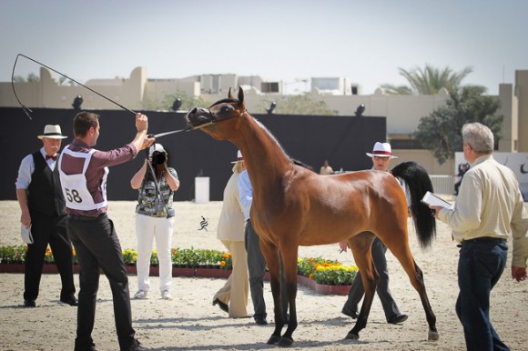 IMG_3800قطر ٢٠١٥