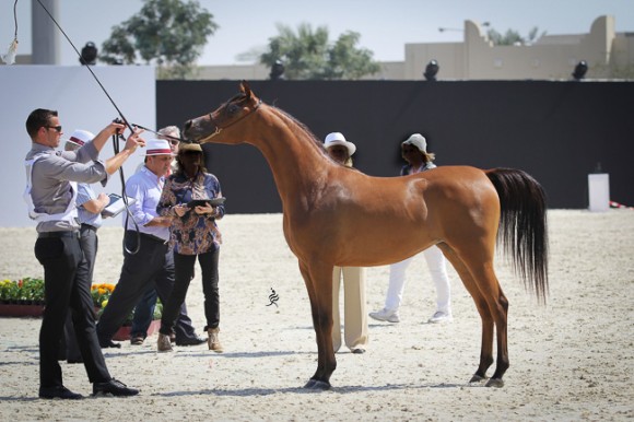 IMG_3868قطر ٢٠١٥