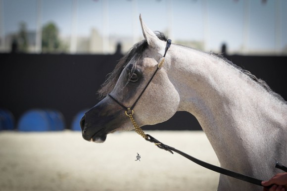 IMG_3953قطر ٢٠١٥